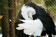 Closeup of an adult bald eagle preening its feathers in a zoo enclosur