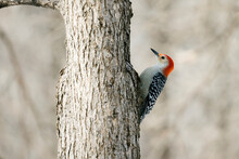 Side View Of A Red-Bellied Woodpecker On A Tree