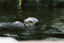 Side View Of A Sea Otter Swimming On Its Back