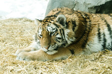 Side View Of A Young Tiger Cub Laying On Hay In A Zoo Enclosure