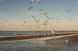 © Cavan Images - Boy feeding seagulls on beach on Galveston Island, Texas