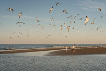 Kids Feeding Seagulls On A Sunny Day At The Beach In Galveston, Texas
