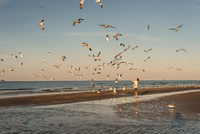 Boy Feeding Seagulls On Beach On Galveston Island, Texas