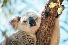 Adult Koala Sleeping On A Tree Branch In Magnetic Island