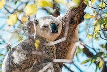 Adult Koala Sleeping On A Tree Branch In Magnetic Island