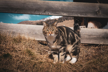 Wall Mural - a portrait of a cute house cat in front of a wooden fence