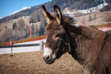 A Portrait Of A Donkey In The Enclosure Of A Farm In The Swiss Mountains