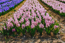 Field Full Of Hyacinth