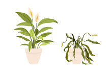 Potted Flower Plants In Good And Bad Conditions. Blossomed Growing Leaves Vs Withered Wilted Dead Houseplant With Dying Dry Sick Leaf. Flat Cartoon Vector Illustration Isolated On White Background