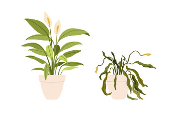 Potted flower plants in good and bad conditions. Blossomed growing leaves vs withered wilted dead houseplant with dying dry sick leaf. Flat cartoon vector illustration isolated on white background