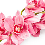 Fototapeta Storczyk - Pink orchid flowers isolated on white background