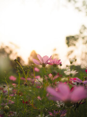 Wall Mural - Pink cosmos flower in the garden with sunset time