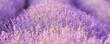 © Nataliya - Violet purple lavender field close-up banner. Flowers selective focus, blur background