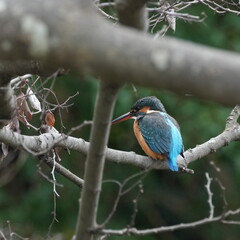 kingfisher on a branch