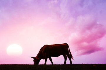 Wall Mural - calf silhouette in the meadow with sunset background