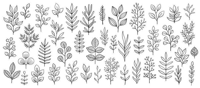 plant brunches doodle illustration including different tree leaves. hand drawn cute line art of fore