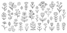 Flower Doodle Illustration Including Different Field Herbs. Hand Drawn Cute Line Art Of Spring Flora - Chamomile, Clover Cornflower, Bluebell, Lily, Poppy, Buttercup. Outline Rustic Botanical Drawing