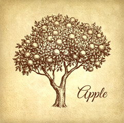 Wall Mural - Apple tree ink sketch.