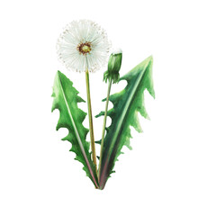 Watercolor Bouquet Of Dandelions Flowers And Green Leaves. Hand Painting Clipart Botanical Meadow Illustration On A White Isolated Background. For Designers, Decoration, Postcards, Wrapping Paper