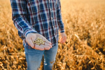 Wall Mural - Close up of farmer's hand holding ripe soybean pod in cultivated field.