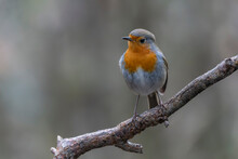 European Robin (Erithacus Rubecula) On A Branch In The Forest Of Noord Brabant In The Netherlands.                                                                       