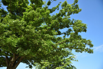 Wall Mural - Green tree with copy space of sky