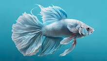 Siamese Fighting Fish Swimming Underwater, Monochromatic Mint Blue, Turquoise Water, Underwater Background, AI Generative
