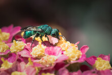 A Tiny Metallic Emerald Blue-green Chrysididae Cuckoo Wasp Pollinating Pink Yarrow Flowers On Long Island, New York.