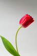 Beautiful tender spring tulip on white. Red color tulip flower with copy space. Shallow depth of field, selective focus.