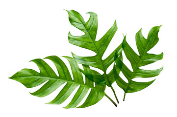 Wall Mural - monstera leaves leaves with isolate leaves on transparent background png file