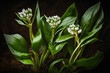 Bear garlic (Allium ursinum) AI generativ.