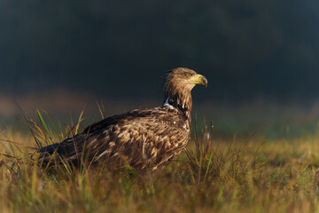 Poster - White tailed eagles (Haliaeetus albicilla) searching for food in the early morning on a field in the forest in Poland. 