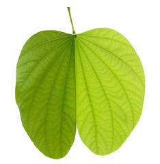 Wall Mural - Green bauhinia leaf on transparent background