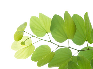 Wall Mural - Buahinia leaf with twig on transparent background