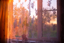 Sunlight Falling Through A Window With A See-through Curtain, With A Flower In A Pot On The Windowsill, On A Spring Evening At Sunset