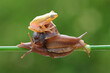 snail with frog, yellow frog