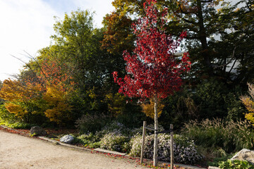 Wall Mural - Colorful Trees and Plants at Vondelpark during Autumn in Amsterdam