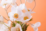 Fototapeta Kwiaty - Close up white anemones flowers on colored background