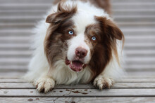 Adorable Brown And White Merle Bordercollie Male Dog With Striking Sky Blue Eyes, Is Standing On A Wooden Bench And Looking  At The Camera.