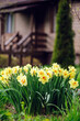 group of yellow terry daffodils blooming in early spring garden with rustic wooden house on background. Country life concept