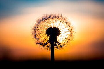 Wall Mural - Dandelion flower with sunset