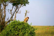 Patas Monkey Sitting On A Bush In Murchison Falls National Park