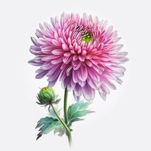 Pink Chrysanthemum Flower Isolated On White Background. Watercolor Illustration Of A Beautiful Light Pink Flower. Generative AI Art.