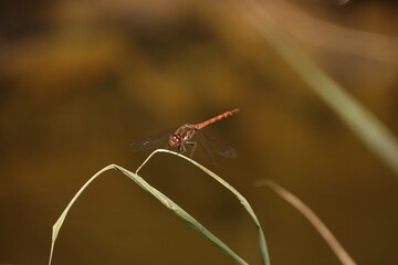 Sticker - dragonfly on a leaf