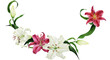 Tropical floral watercolor garland with oriental white and pink lilies, illustration