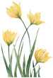 Watercolor illustration Yellow Woodland Tulip flowers