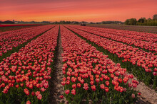 Red Tulip Field At Egmond Aan Zee/NL At Sunset