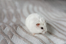 Cute White Dwarf Hamster On Blanket Background. Pet Concept. Copy Space
