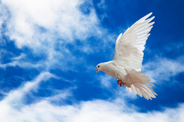 Wall Mural - Dove in the air with wings wide open in-front of the sky