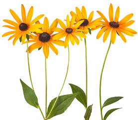 Wall Mural - Beautiful yellow rudbeckia flower